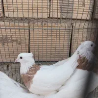 کبوترطوقی|پرنده|زیباشهر, |دیوار