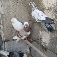 کبوتر غریب گیری|پرنده|قرچک, میرزائی شمالی|دیوار