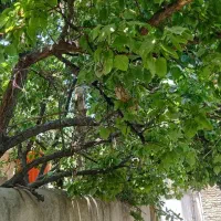 دنبال کار با جای خواب ،نگهبان یا سرایداری باغ میشم