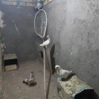 سار جوجه سه پر
