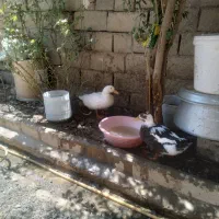 اردک|حیوانات مزرعه|صحنه, |دیوار