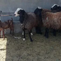 بره نره ماده گوسفند|حیوانات مزرعه|نسیم‌شهر, |دیوار