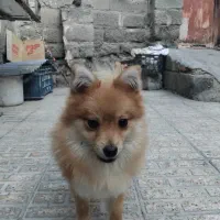 سگ گمشده|حیوانات|میناب, |دیوار