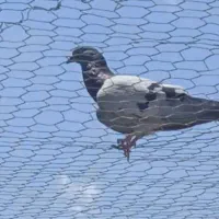 کبوتران پرشی ساعت سنگین|پرنده|کهریزک, |دیوار