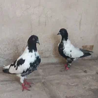 ابلق افغونی دم سفید