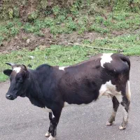 گاو یا لیشه محلی