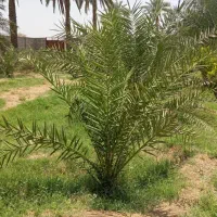 درخت نخل پیارم ۴ ساله و پاجوش زاهدی|خدمات باغبانی و درختکاری|بندرعباس, |دیوار