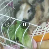 واگزاری یک خرگوش مینی لوپ نر|موش و خرگوش|نسیم‌شهر, |دیوار