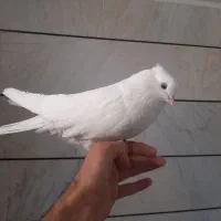 سفید کاکلی|پرنده|بسطام, |دیوار