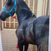 فروش اسب چکی و نقد