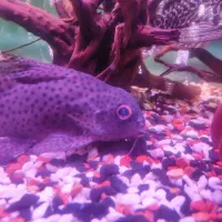 کت فیش وارونه خرگوشی کف خوار|ماهی|قدس, شهرقدس|دیوار