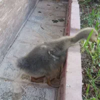کبوتروجوجه غاز دوماهه