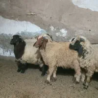 بره نر وماده