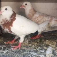 جوجه کفتر