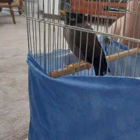 مرغ مینا سخنگو پر حرف|پرنده|شهریار, شهرک مصطفی خمینی|دیوار