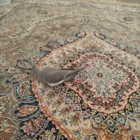 عروس هلندی