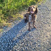 سگ پوینتر آلمانی