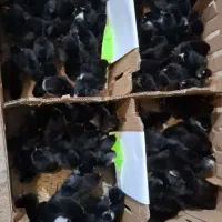 جوجه گلپایگان کاملا مشکی