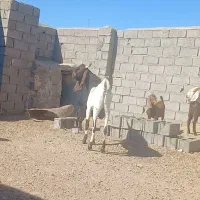 نربز پاکستانی|حیوانات مزرعه|تایباد, |دیوار