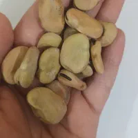 باقله ی شهری تمیز پزا|عمده‌فروشی|بهبهان, |دیوار