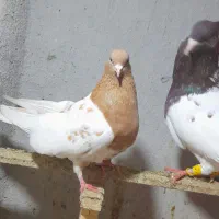 جفت کله نرو ماده