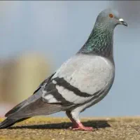 کبوتر معاوضه