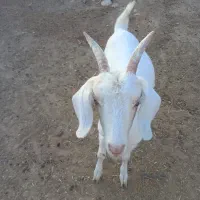 بزغاله|حیوانات مزرعه|نصر آباد, |دیوار