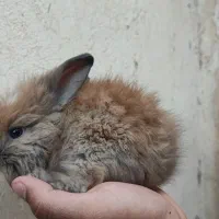 توله خرگوش لوپ