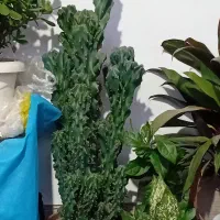 انواع گلهای طبیعی|گل و گیاه طبیعی|ماسال, |دیوار