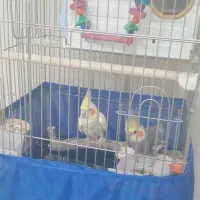 عروس هلندی جفت