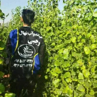 پخش سنوبر تبریزی اصل|خدمات باغبانی و درختکاری|تربت جام, شهید نصرالهی|دیوار