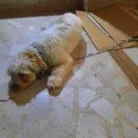 سگ پیدا شده|حیوانات|رشت, پاستوریزه|دیوار