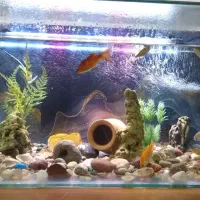 آکواریوم ۳۲×۷۳