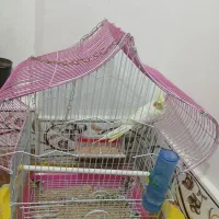 عروس هلندی با قفس|پرنده|تاکستان, |دیوار