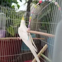 عروس هلندی|پرنده|زیباشهر, |دیوار