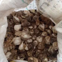 خرید و فروش موسیر وکرفس
