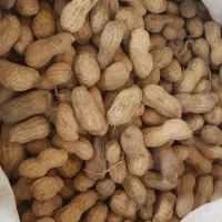 ،سبزی محلی،لوبیا چیتی،پاچ باقلا،سیر|خوردنی و آشامیدنی|رشت, کوی غلام نیا|دیوار