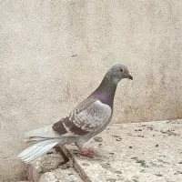 دوبر|حیوانات|اردبیل, |دیوار