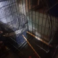 قفس بزرگ