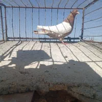 کفتر