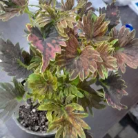 انواع گیاهان آپارتمانی خاص و زیبا انواع خاک