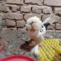 فروش ۸مرغ۲خروس کاکلی