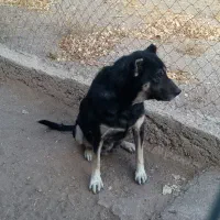 سگ ماده|سگ|زنجان, |دیوار