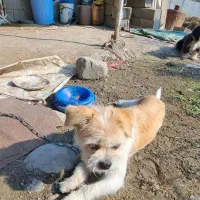 سگ شیتزو ماده اماده جفت گیری|سگ|ماسال, |دیوار