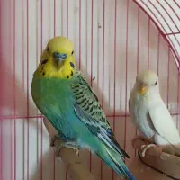 مرغ عشق  خوش رنگ