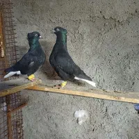 اشعل سیاه