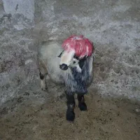 کوهه کاوه بذری  درجه یک کامفیروز|حیوانات مزرعه|شیراز, دانشگاه شیراز|دیوار