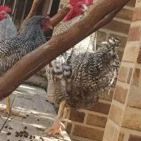 خروس درجه یک آمروک