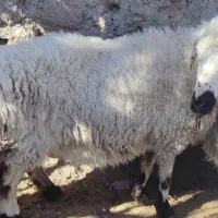 فروش دو تا میش با دو بره|حیوانات مزرعه|جلگه ماژان, |دیوار