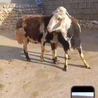 فروشی|حیوانات مزرعه|دلیجان, |دیوار